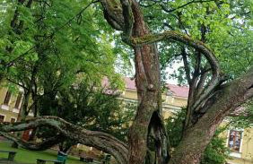 Apartament u Agaty Czernichów Kraków Zator - Foto 61