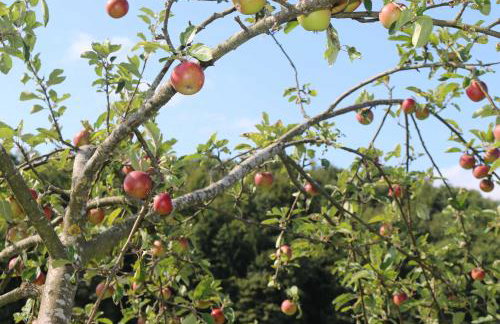 Schwoererhof - Photo 38