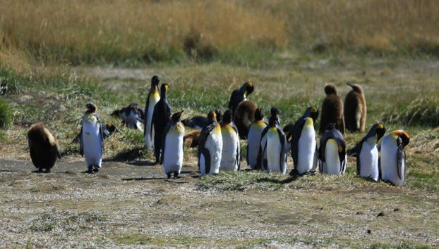Ferry de ida y vuelta a la Isla de Tierra del Fuego - Excursión de día completo - Foto 3