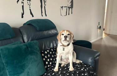 Hereford - Finch House - Modern 4 Bedroom House Located in South Hereford, Dog Friendly With Nearby Countryside, Pool Table, Sleeps up to 10 Guests - Hosted by RENTMYHOUSE - Foto 1