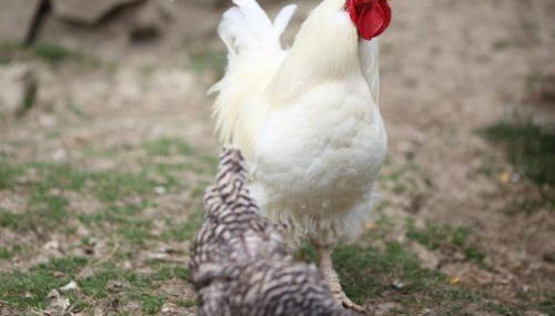 Ferienhof An der Lay - Foto 3