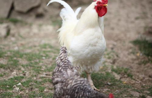 Ferienhof An der Lay - Foto 3