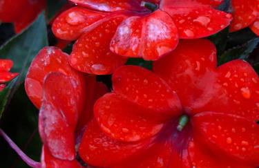 Quinta da Pavoa - Cottage House - Photo 70