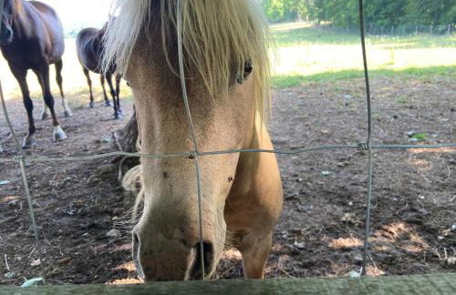 Cozy Farmhouse near Mammoth Cave on 45 acre farm - Foto 20