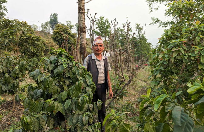 Sarangkot Coffee Plantations Day Trip - Foto 10