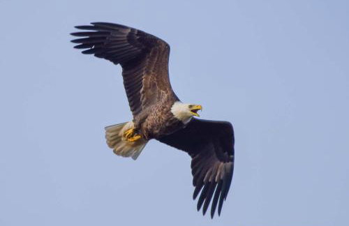 The Gemini-a dreamy, waterfront tiny cabin - Foto 40