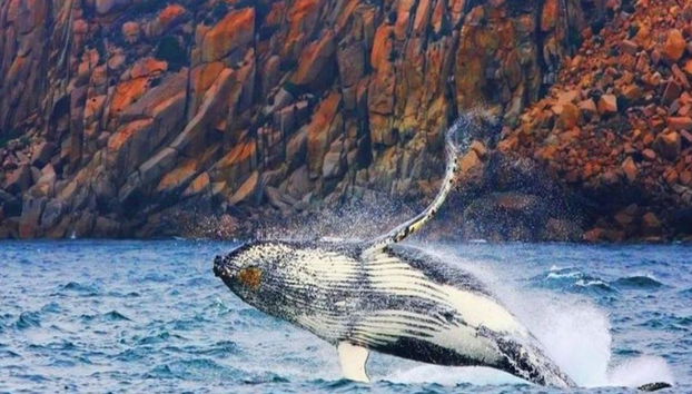 Bruny Island Wilderness Cruise and Bus Transfer from Hobart - Photo 2