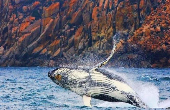 Bruny Island Wilderness Cruise and Bus Transfer from Hobart - Photo 2