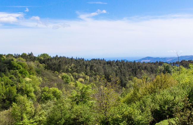 Quercia (SBO100) - Foto 19