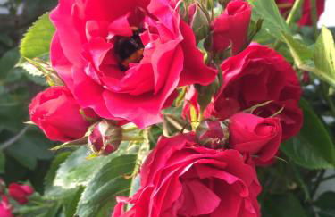 Ferienhaus Scholien - Foto 50