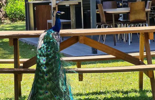 Halls Haven Holiday Units - Foto 37