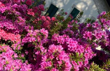 Giardini MAGNOLIA - Foto 8