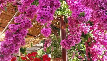 Apartment Milica - Foto 4