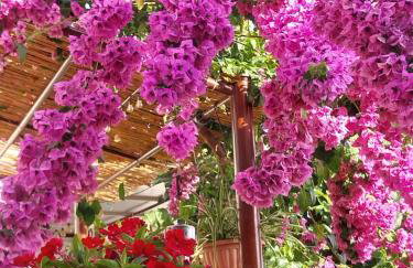 Apartment Milica - Foto 4