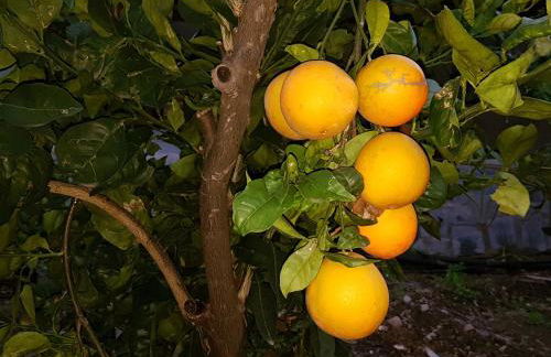 Casa Rural La Hoyita de Tunte - Foto 26