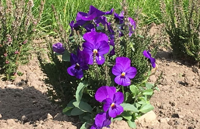 Hillside Havens - Foto 65