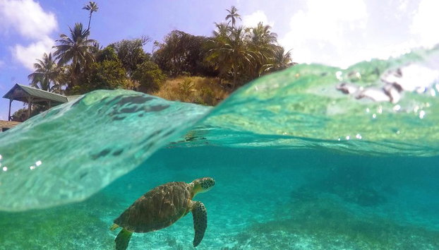 Apo Island Tour - Private - Photo 2