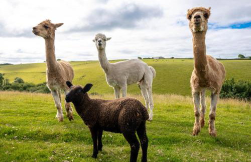 Ta Mill Cottages & Lodges - Brookview Lodge 1 - Foto 17