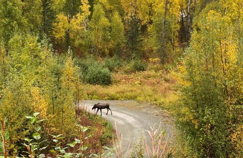 Fireweed Cottage - Alaska at your doorstep! - Foto 45