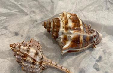 Beachfront Venice Casa de Villa - Photo 29