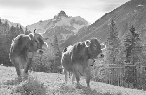 Haus Aigner - Foto 19