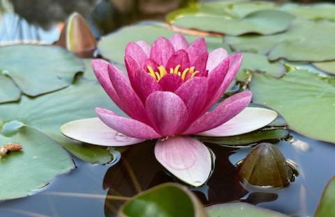 Gîte 1 "Mimosa" aux Magnolias - Foto 25