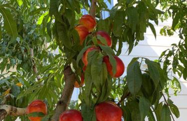 Villa Adriana SIKOVO - Foto 35