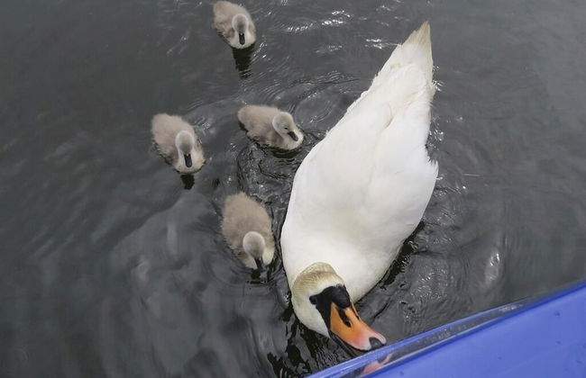 Houseboat Hotels - Foto 28