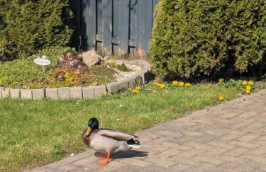 Haus Sarah - Foto 17