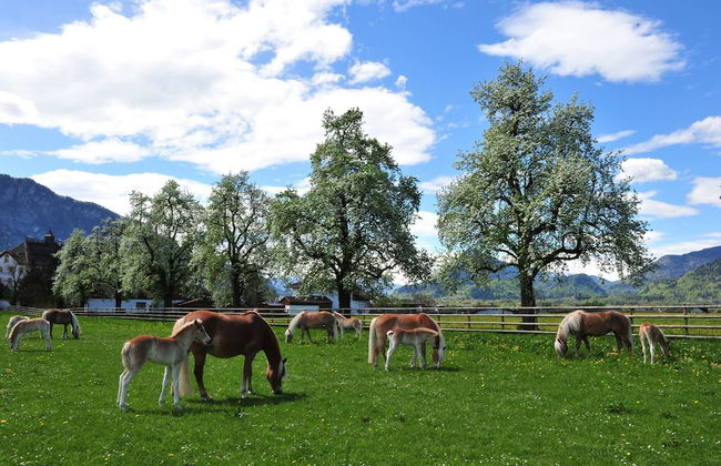 Kaiserhaus Harald Astner Ebbs Studio 1 - Foto 26