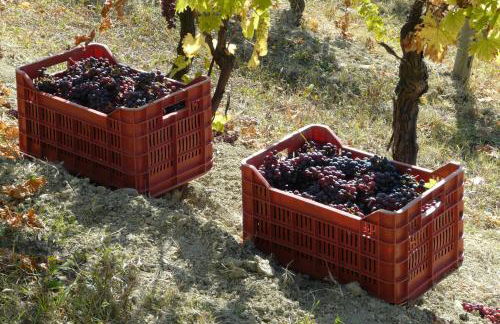 Tenuta Tenaglia - Foto 27