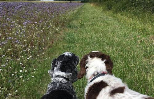 Fullers Hill Cottages - Foto 17