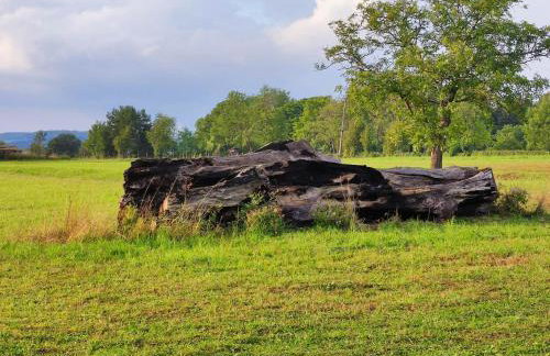 Jabłoniowy Sad Kalwaria Pacławska - Foto 47