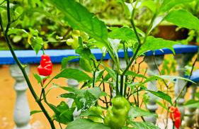 Sítio do Sossego - Foto 44