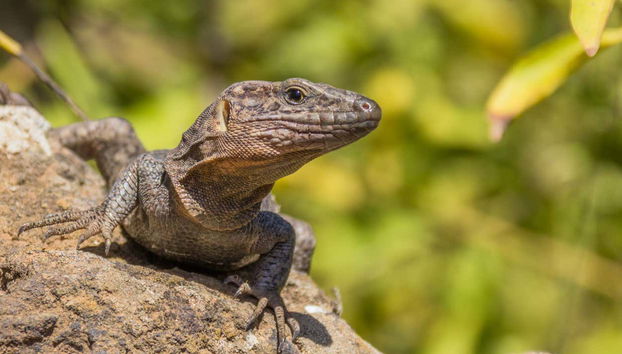 Uno de los reptiles que podremos encontrarnos durante la ruta