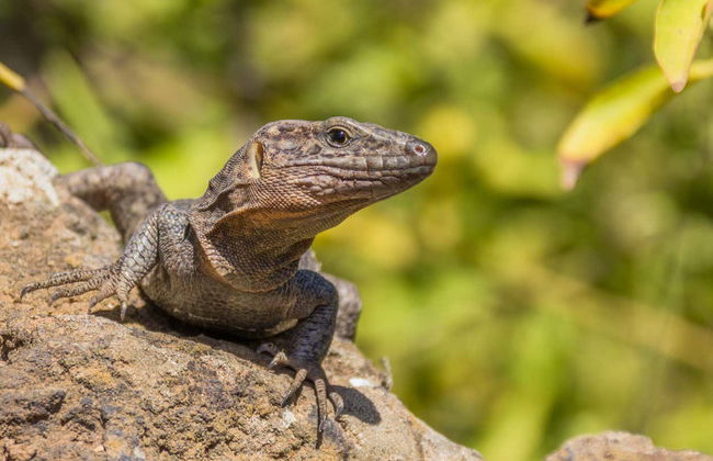 Senderismo por la reserva de Güi Güi - Foto 4