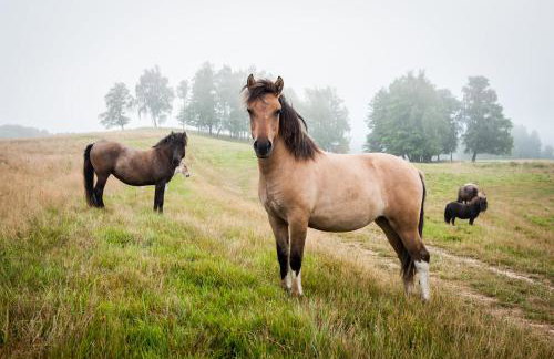 Osada Jaćwingów - Foto 32