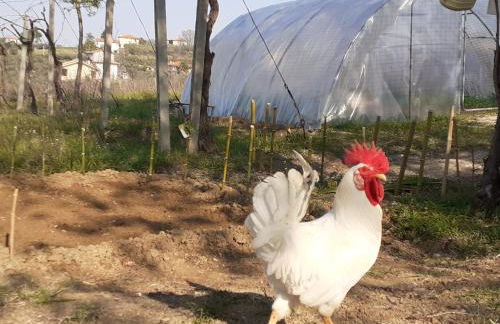 Pier Delle Vigne B&B - Foto 43