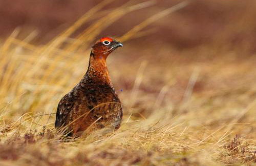 Carrs Cottage, Westgate in WEARDALE - Photo 30