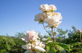 Rural Médulas Viviendas de uso turistico 2 y Casas rurales 2 - Foto 29