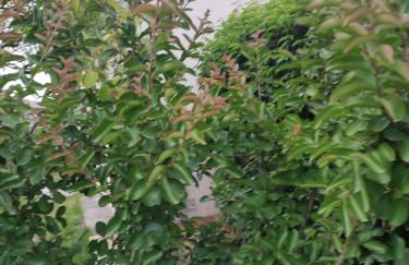 La Perlilounette - Foto 13