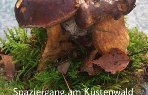 Ferienhaus mit Terrasse - Insel Usedom - Foto 36