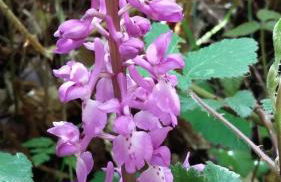 Ollar do Cido - Foto 50