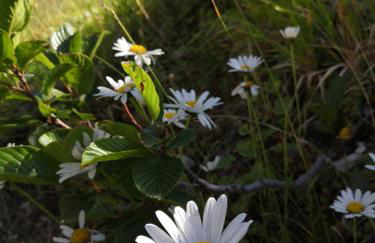 Cottage in montagna Montemonaco - Foto 43