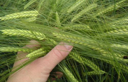 Natur-Aktiv-Hof Thiem - Foto 39