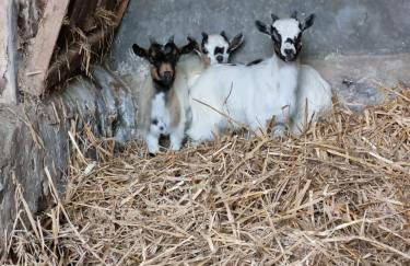 Villa Fleurie - Foto 42