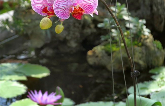 Green Areca villa - Photo 36