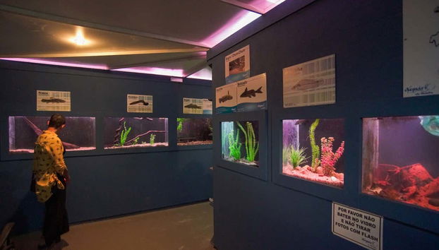 Touring the different areas of the Bonito Aquarium
