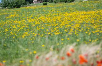Poderaccio Agri Relais Apartments & Restaurant - Foto 36