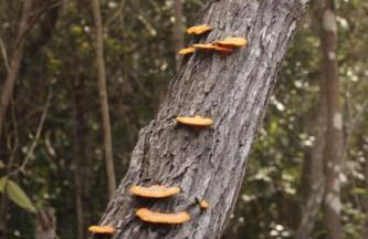 Casa Beija-flor no Vale do Capão - Foto 28
